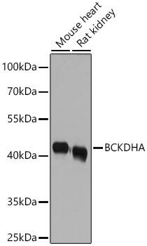 BCKDHA Antibody - BSA Free