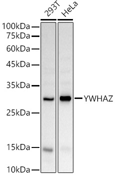 14-3-3 zeta Antibody - BSA Free