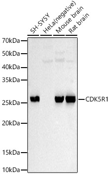 CDK5 Activator 1 Antibody - Azide and BSA Free