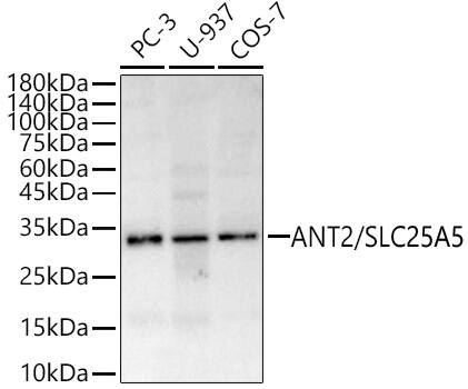 Adenine Nucleotide Translocator 2 Antibody - Azide and BSA Free
