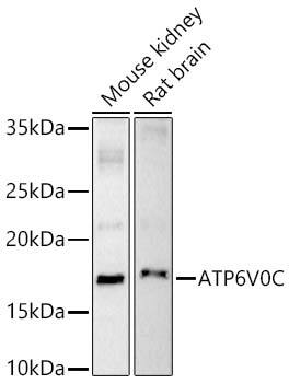 ATP6V0C Antibody - Azide and BSA Free