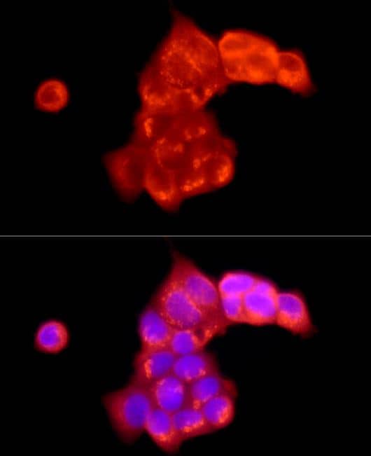 ATP6V0C Antibody - Azide and BSA Free