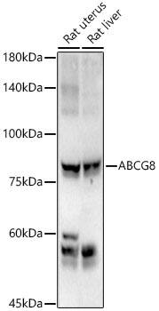 ABCG8 Antibody - BSA Free