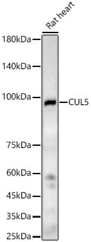 Cullin 5 Antibody - BSA Free