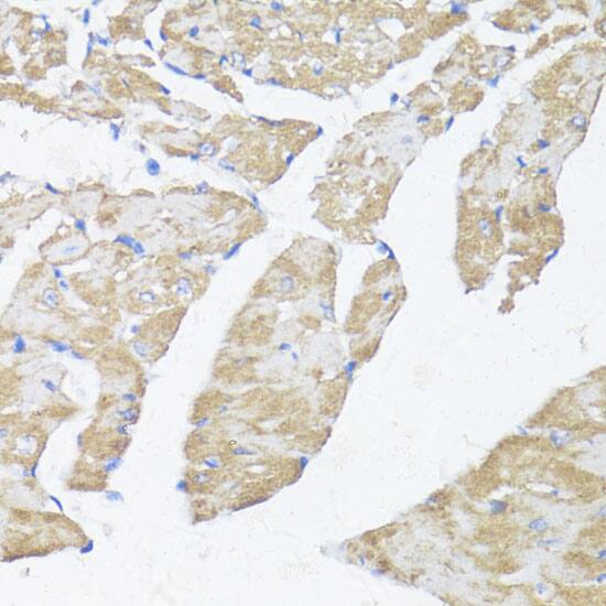 ASMT Antibody - BSA Free