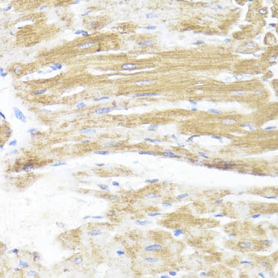 ASMT Antibody - BSA Free