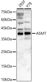 ASMT Antibody - BSA Free