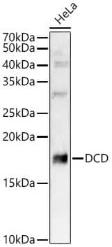 Dermcidin Antibody