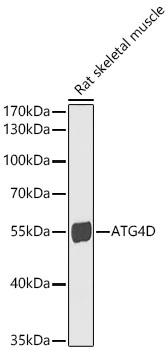 ATG4D Antibody - BSA Free