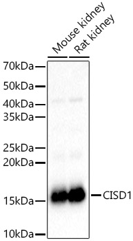 CISD1 Antibody - BSA Free