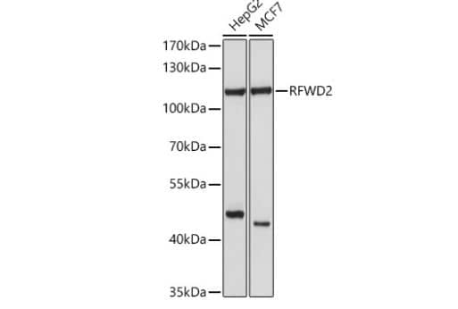 COP1 Antibody - BSA Free