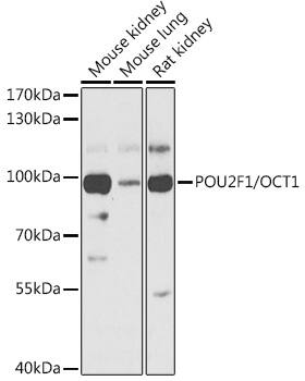 OCT1 Antibody - BSA Free