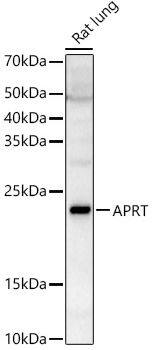 APRT Antibody - BSA Free