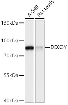 DDX3 Antibody - Azide and BSA Free