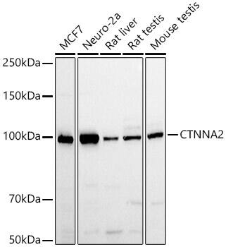 Catenin alpha 2 Antibody - Azide and BSA Free