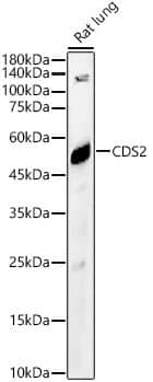 CDS2 Antibody