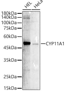 CYP11A1 Antibody - Azide and BSA Free