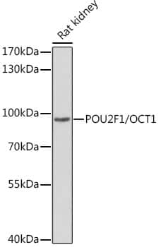 OCT1 Antibody - BSA Free