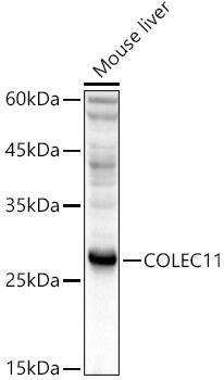CL-K1/COLEC11 Antibody - Azide and BSA Free