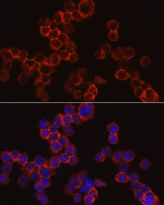 Cathepsin G Antibody - Azide and BSA Free