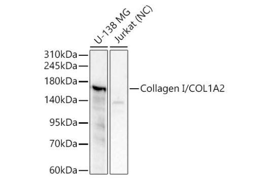 COL1A2 Antibody - Azide and BSA Free