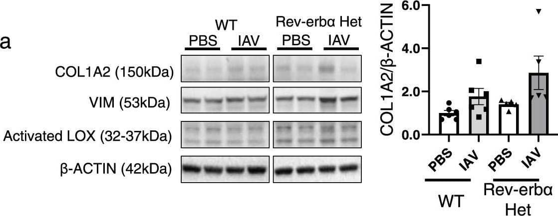 COL1A2 Antibody - BSA Free