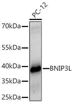 BNIP3L Antibody - Azide and BSA Free