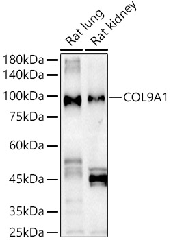 COL9A1 Antibody - BSA Free