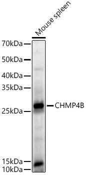 CHMP4B Antibody - BSA Free