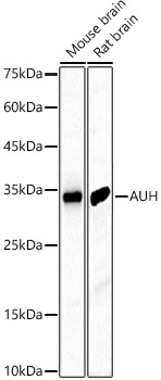 AUH Antibody - BSA Free