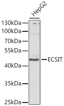 ECSIT Antibody - BSA Free