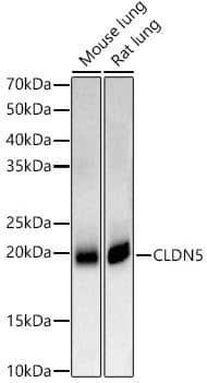 Claudin-5 Antibody - Azide and BSA Free