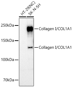 Collagen I alpha 1 Antibody - Azide and BSA Free