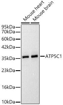 ATPG Antibody - Azide and BSA Free