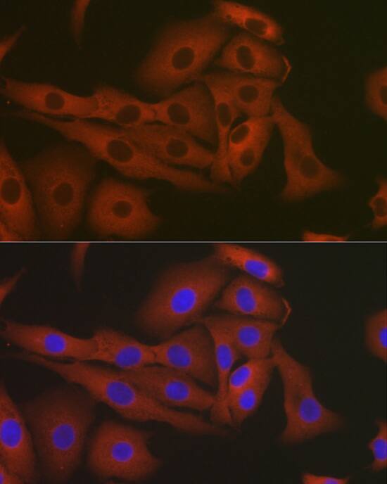 eEF1A1 Antibody - Azide and BSA Free