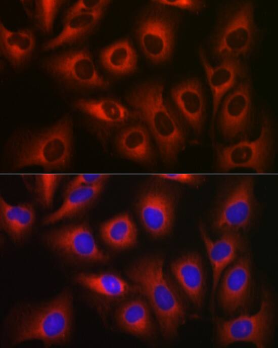 eEF1A1 Antibody - Azide and BSA Free