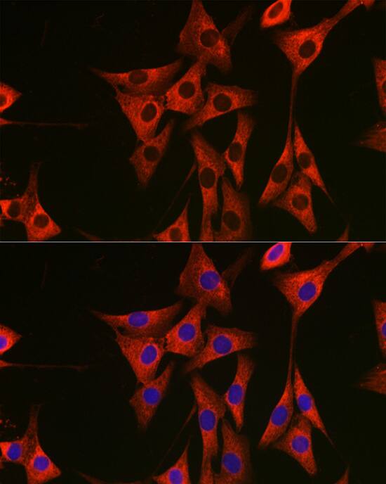 eEF1A1 Antibody - Azide and BSA Free