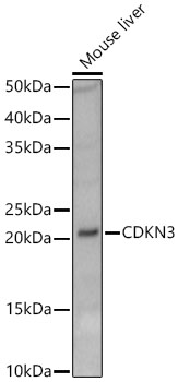 CDKN3 Antibody - Azide and BSA Free