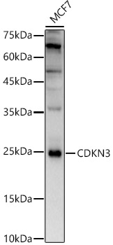 CDKN3 Antibody - Azide and BSA Free