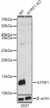 ATPase Inhibitory Factor 1 Antibody - BSA Free