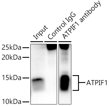 ATPase Inhibitory Factor 1 Antibody - BSA Free
