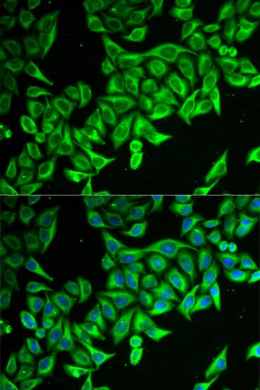 DAP1 Antibody - BSA Free