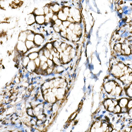 DEC1 Antibody - BSA Free