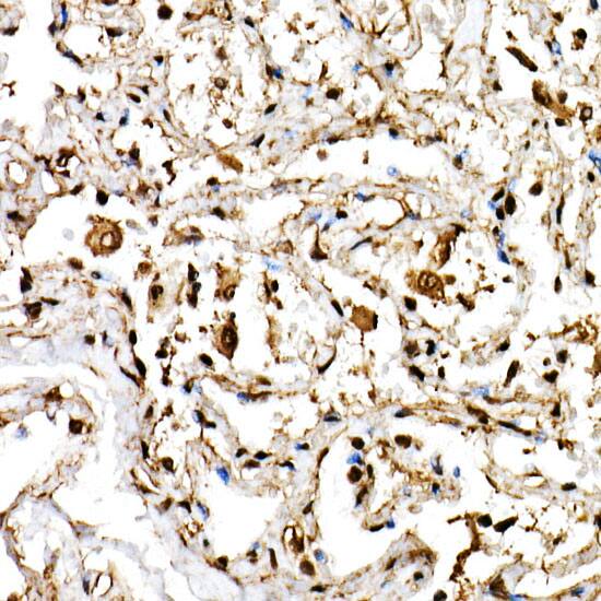 DEC1 Antibody - BSA Free