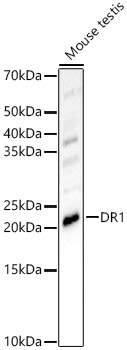 DR1 Antibody - BSA Free