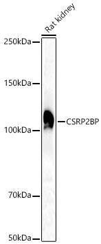 CSRP2BP Antibody