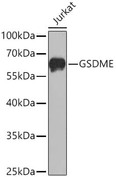 Dfna5 Antibody - Azide and BSA Free