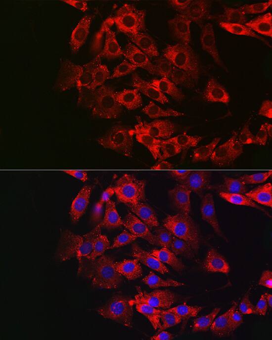 Dfna5 Antibody - Azide and BSA Free