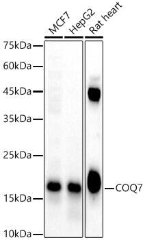 COQ7 Antibody - BSA Free