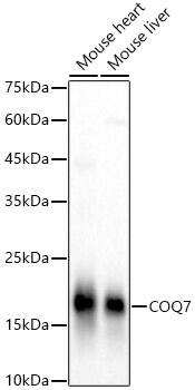 COQ7 Antibody - BSA Free